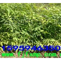 供應(yīng)無(wú)患子小苗,杜英苗,馬褂木苗,油茶苗,光皮樺苗,杞木苗,桂花苗