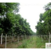 成都低價(jià)藍(lán)花楹5-7公分