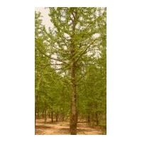 供應(yīng)銀杏樹 1-80公分