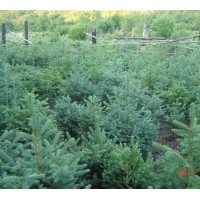 出售 樟子松 云杉 蒙古櫟 大葉丁香