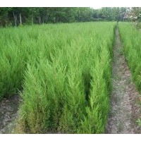 松柏類塔柏.蜀檜.北京檜.灑金柏.龍柏.爬地柏.圓柏.鉛筆柏.刺柏