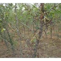 供應(yīng)2-8公分皂角樹