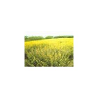 常年供應(yīng)：金葉女貞 月季,黃楊,紅葉小波,金(紅)葉女貞,高桿女貞