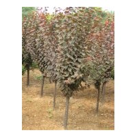 供應(yīng)叢生木槿 紫葉李 高度2米左右