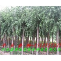 供應(yīng)垂柳 河北保定垂柳信息