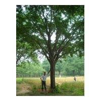 急...急...急出售銀杏樹