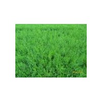 供應1.1米以上營養(yǎng)缽側柏苗