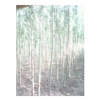 長(zhǎng)年供應(yīng)新疆楊、漳河柳垂柳、國(guó)槐、油松、支撐桿