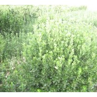 供應(yīng)黃楊球 金葉女貞、女貞球，紅葉小檗，小葉黃楊，北海道黃楊