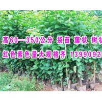 供應(yīng)三角梅