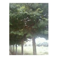 供應(yīng)國(guó)槐 法桐 白蠟 垂柳