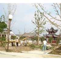 供應(yīng)18公分銀杏樹