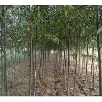 大量供應(yīng)、毛白楊、法桐、國(guó)槐、白蠟、柳樹、合歡等綠化苗木