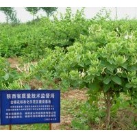 供應(yīng)金銀花 金銀花苗 樹(shù)形金銀花