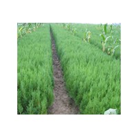 河北側(cè)柏 側(cè)柏報(bào)價(jià)