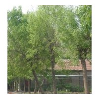 大量供應(yīng)白蠟、柳樹、國槐、合歡、刺槐、臭椿、法桐、銀杏、楊樹