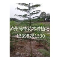 供應(yīng)1公分藍(lán)花楹，藍(lán)花楹米徑1公分