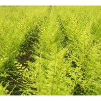 供叢生金葉榆 貼梗海棠，曼海姆月季、豐花月季、金瑪麗月季、紅