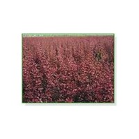 供應(yīng)紫葉李，紅葉李，香花槐，黃金槐，紫穗槐，榆樹