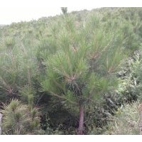 大量供應：油松、云杉、樟子松、側柏、國槐、速生（垂）柳