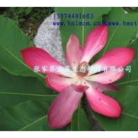 供應(yīng)紅花木蓮