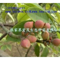 供應(yīng)深山含笑