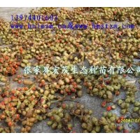 供應(yīng)樂昌含笑