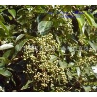 供應(yīng)大葉女貞