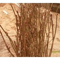 供應(yīng)珙桐苗