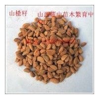 供應(yīng)文冠籽6噸、山楂籽5噸