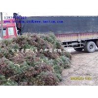 供應(yīng)杉木苗木