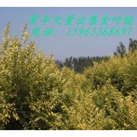 大量供應(yīng)金葉榆