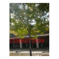 供應惠民白蠟 惠民國槐 白蠟