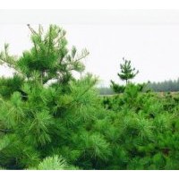 供應(yīng)華山松 白皮松 油松 雪松 華山松 黑松 樟子松 側(cè)柏