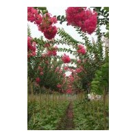 紫微，紅楓，櫻花，玉蘭，大量銷售