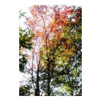 供應(yīng)五角楓