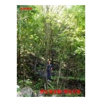 供應(yīng)青榨槭（青皮椴）