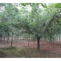 供應(yīng)銀杏樹