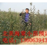北美海棠苗供應(yīng)