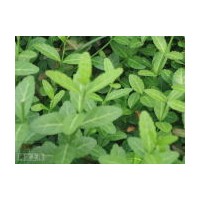 大量出售扶芳藤