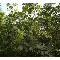 供應(yīng)綠化苗木金葉楡，紅王子錦帶，四季玫瑰，紅瑞木，貼桿海棠，