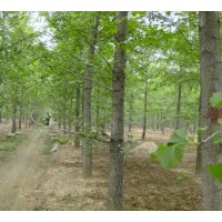 供應(yīng)6--80公分的銀杏樹