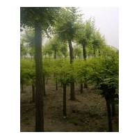 供應(yīng)金葉槐 金葉榆基地