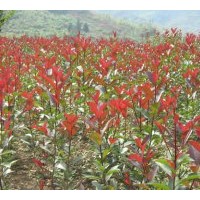 供應(yīng)紅葉石楠 紅葉小檗