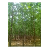 供應(yīng)8cm銀杏樹 9cm銀杏樹 10cm銀杏樹