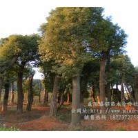湖南香樟樹(shù)批發(fā)