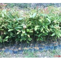 供應木荷 幌傘楓、紅花銀樺、紅花/黃花風，鈴木、香樟