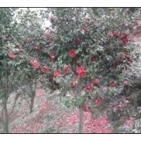 供應(yīng)各類規(guī)格茶花，茶梅