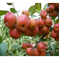 售甜茶果、甜茶種、甜茶苗。