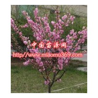 綠化苗木重瓣榆葉梅苗木價格|陜西苗木行情